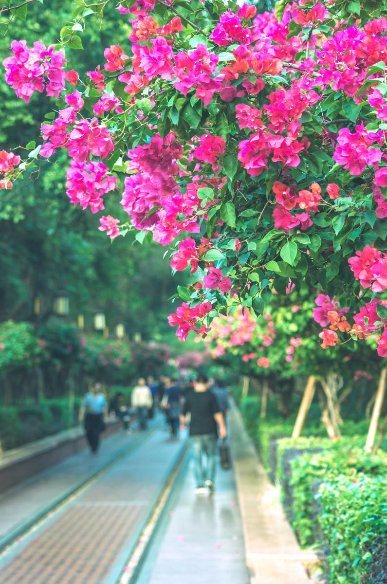深圳，深圳.jpg